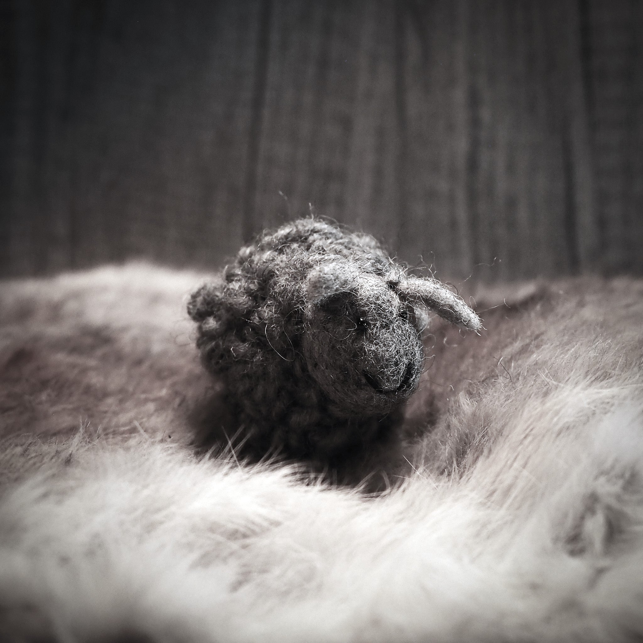 Mini cuddly sheep