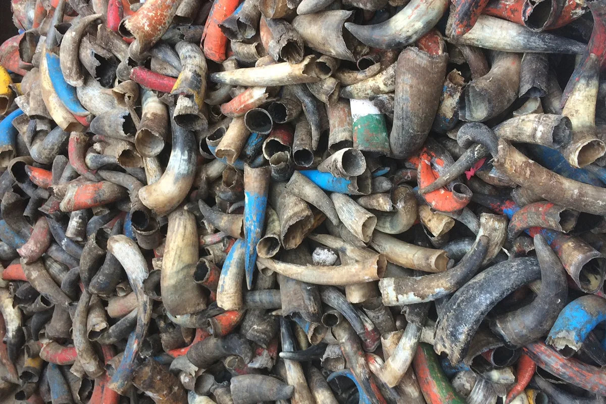 Råa kohorn - material för hantverk